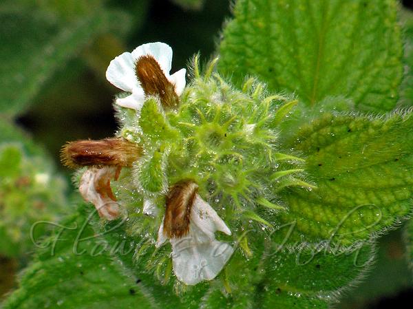 Hairy Tufted Leucas